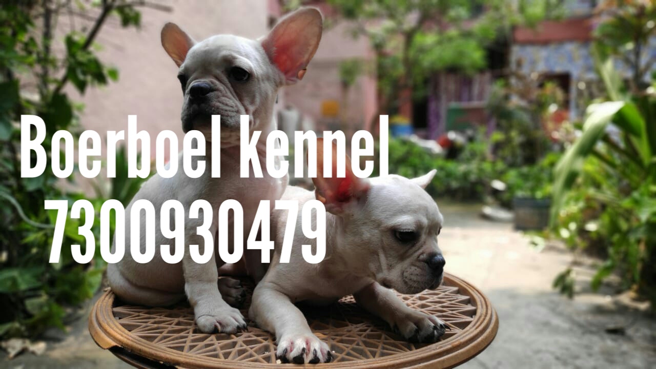 Image of French bulldog posted on 2022-03-13 14:06:50 from India